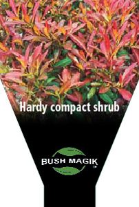 Tristaniopsis laurina dwarf 'Winter Red'